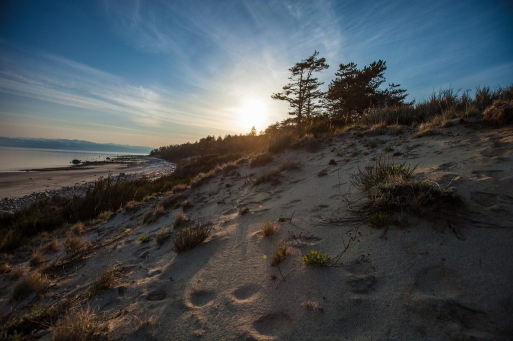 Sunny dune grass on the south side, Savary Island