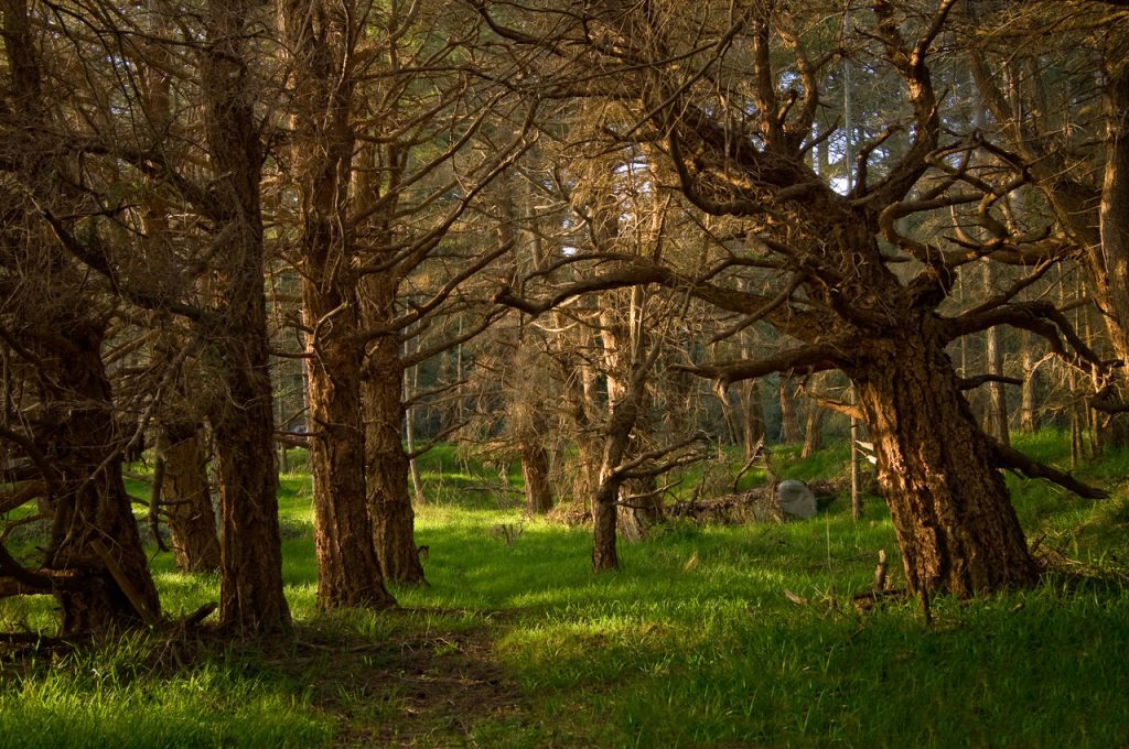 Arbutus and oak meadow in the sun, Savary Island