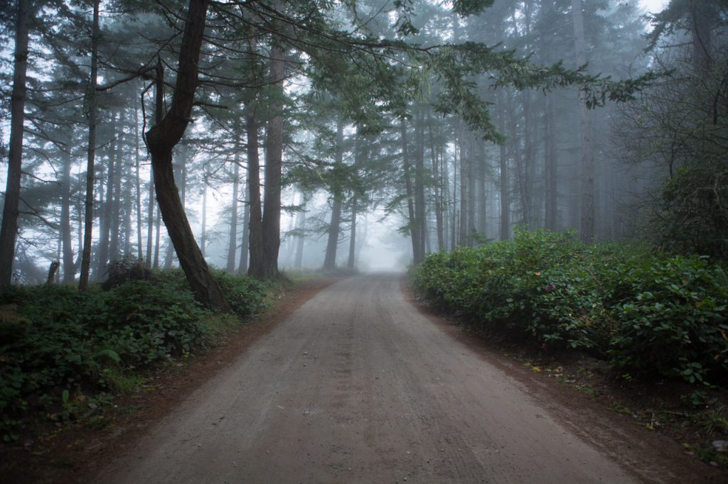 Misty forest road on the north side, Savary Island
